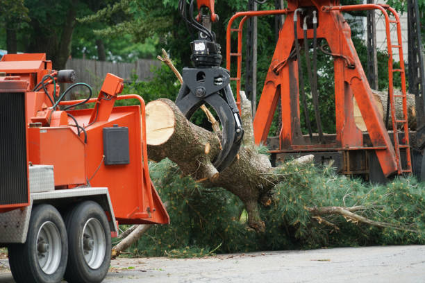  Blacksburg, VA Tree Services Pros