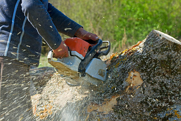 Best Tree Risk Assessment  in Blacksburg, VA